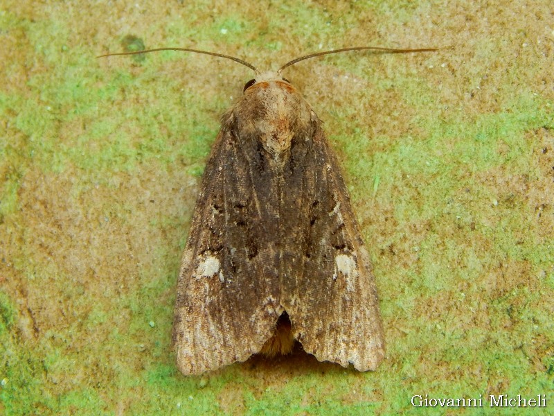 Noctuidae usurata:   Mesapamea secalis